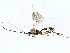  (phygaJanzen01 - BIOUG76539-C11)  @13 [ ] CreativeCommons - Attribution (2022) CBG Photography Group Centre for Biodiversity Genomics
