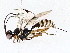  ( - BIOUG76539-G01)  @11 [ ] CreativeCommons - Attribution (2022) CBG Photography Group Centre for Biodiversity Genomics