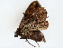  ( - BIOUG76540-A01)  @11 [ ] CreativeCommons - Attribution (2022) CBG Photography Group Centre for Biodiversity Genomics
