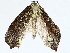  ( - BIOUG76540-B04)  @11 [ ] CreativeCommons - Attribution (2022) CBG Photography Group Centre for Biodiversity Genomics