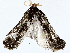  ( - BIOUG76540-B11)  @11 [ ] CreativeCommons - Attribution (2022) CBG Photography Group Centre for Biodiversity Genomics