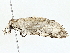  ( - BIOUG77711-D01)  @11 [ ] CreativeCommons - Attribution (2022) CBG Photography Group Centre for Biodiversity Genomics