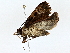  ( - BIOUG77711-F08)  @11 [ ] CreativeCommons - Attribution (2022) CBG Photography Group Centre for Biodiversity Genomics
