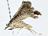  ( - BIOUG77711-F09)  @11 [ ] CreativeCommons - Attribution (2022) CBG Photography Group Centre for Biodiversity Genomics
