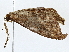  ( - BIOUG80133-C11)  @11 [ ] CreativeCommons - Attribution (2022) CBG Photography Group Centre for Biodiversity Genomics