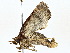  ( - BIOUG80703-E07)  @11 [ ] CreativeCommons - Attribution (2022) CBG Photography Group Centre for Biodiversity Genomics