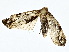  ( - BIOUG80703-E08)  @11 [ ] CreativeCommons - Attribution (2022) CBG Photography Group Centre for Biodiversity Genomics