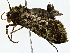  ( - BIOUG80703-F01)  @11 [ ] CreativeCommons - Attribution (2022) CBG Photography Group Centre for Biodiversity Genomics
