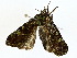  ( - BIOUG80703-F02)  @11 [ ] CreativeCommons - Attribution (2022) CBG Photography Group Centre for Biodiversity Genomics