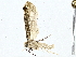  (Cochylina Malaise5177 - BIOUG80704-A10)  @11 [ ] CreativeCommons - Attribution (2022) CBG Photography Group Centre for Biodiversity Genomics