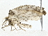  ( - BIOUG80704-D01)  @11 [ ] CreativeCommons - Attribution (2022) CBG Photography Group Centre for Biodiversity Genomics
