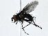  (Trafoia Malaise3235 - BIOUG80704-E12)  @11 [ ] CreativeCommons - Attribution (2022) CBG Photography Group Centre for Biodiversity Genomics