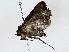 ( - BIOUG80704-F12)  @11 [ ] CreativeCommons - Attribution (2022) CBG Photography Group Centre for Biodiversity Genomics