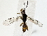  (crypMalaise01 Malaise9258 - BIOUG80704-H02)  @11 [ ] CreativeCommons - Attribution (2022) CBG Photography Group Centre for Biodiversity Genomics