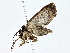  ( - BIOUG70301-F08)  @11 [ ] CreativeCommons - Attribution (2022) CBG Photography Group Centre for Biodiversity Genomics