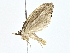  ( - BIOUG70302-A05)  @11 [ ] CreativeCommons - Attribution (2022) CBG Photography Group Centre for Biodiversity Genomics