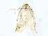  (Cochylina Malaise2860 - BIOUG70302-B08)  @11 [ ] CreativeCommons - Attribution (2022) CBG Photography Group Centre for Biodiversity Genomics