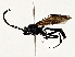  (ichneuMalaise01 Malaise3343 - BIOUG70302-C01)  @11 [ ] CreativeCommons - Attribution (2022) CBG Photography Group Centre for Biodiversity Genomics
