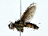  ( - BIOUG70303-A10)  @11 [ ] CreativeCommons - Attribution (2022) CBG Photography Group Centre for Biodiversity Genomics