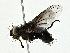  (Trafoia Malaise7036 - BIOUG70303-B01)  @11 [ ] CreativeCommons - Attribution (2022) CBG Photography Group Centre for Biodiversity Genomics