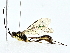  (ichJanzen01 Malaise5907 - BIOUG76534-C06)  @11 [ ] CreativeCommons - Attribution (2022) CBG Photography Group Centre for Biodiversity Genomics