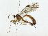  (Netelia Malaise1172 - BIOUG76535-F03)  @11 [ ] CreativeCommons - Attribution (2022) CBG Photography Group Centre for Biodiversity Genomics