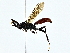  (ichneuMalaise01 Malaise6901 - BIOUG76535-F06)  @11 [ ] CreativeCommons - Attribution (2022) CBG Photography Group Centre for Biodiversity Genomics