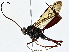  (crypMalaise01 Malaise9538 - BIOUG76536-E05)  @11 [ ] CreativeCommons - Attribution (2022) CBG Photography Group Centre for Biodiversity Genomics