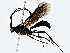  (Setanta Malaise3190 - BIOUG76536-E06)  @11 [ ] CreativeCommons - Attribution (2022) CBG Photography Group Centre for Biodiversity Genomics