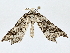  ( - BIOUG76536-F08)  @11 [ ] CreativeCommons - Attribution (2022) CBG Photography Group Centre for Biodiversity Genomics