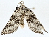  ( - BIOUG76536-F09)  @11 [ ] CreativeCommons - Attribution (2022) CBG Photography Group Centre for Biodiversity Genomics