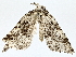  ( - BIOUG76536-G07)  @11 [ ] CreativeCommons - Attribution (2022) CBG Photography Group Centre for Biodiversity Genomics