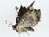  ( - BIOUG80134-D08)  @11 [ ] CreativeCommons - Attribution (2022) CBG Photography Group Centre for Biodiversity Genomics