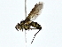  ( - BIOUG80135-A09)  @11 [ ] CreativeCommons - Attribution (2022) CBG Photography Group Centre for Biodiversity Genomics