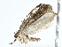  ( - BIOUG80135-D09)  @11 [ ] CreativeCommons - Attribution (2022) CBG Photography Group Centre for Biodiversity Genomics