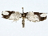  ( - BIOUG80135-E11)  @11 [ ] CreativeCommons - Attribution (2022) CBG Photography Group Centre for Biodiversity Genomics