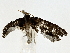  ( - BIOUG80135-F02)  @11 [ ] CreativeCommons - Attribution (2022) CBG Photography Group Centre for Biodiversity Genomics