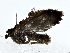  ( - BIOUG80135-F08)  @11 [ ] CreativeCommons - Attribution (2022) CBG Photography Group Centre for Biodiversity Genomics
