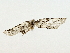  ( - BIOUG80136-E01)  @11 [ ] CreativeCommons - Attribution (2022) CBG Photography Group Centre for Biodiversity Genomics