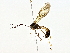  (Netelia Malaise5075 - BIOUG80705-D02)  @11 [ ] CreativeCommons - Attribution (2022) CBG Photography Group Centre for Biodiversity Genomics