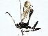  ( - BIOUG80706-B07)  @11 [ ] CreativeCommons - Attribution (2022) CBG Photography Group Centre for Biodiversity Genomics