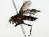  (Calolydella Malaise4805 - BIOUG80706-H03)  @11 [ ] CreativeCommons - Attribution (2022) CBG Photography Group Centre for Biodiversity Genomics