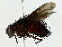  (Ptilodexia Malaise7381 - BIOUG80707-D01)  @11 [ ] CreativeCommons - Attribution (2022) CBG Photography Group Centre for Biodiversity Genomics