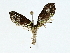  ( - BIOUG80707-F03)  @11 [ ] CreativeCommons - Attribution (2022) CBG Photography Group Centre for Biodiversity Genomics