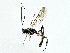  ( - BIOUG80708-B03)  @11 [ ] CreativeCommons - Attribution (2022) CBG Photography Group Centre for Biodiversity Genomics