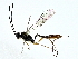  (ichJanzen01 Janzen8465 - BIOUG80708-D08)  @11 [ ] CreativeCommons - Attribution (2022) CBG Photography Group Centre for Biodiversity Genomics