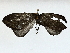  ( - BIOUG80708-F03)  @11 [ ] CreativeCommons - Attribution (2022) CBG Photography Group Centre for Biodiversity Genomics