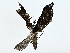  ( - BIOUG80708-F04)  @11 [ ] CreativeCommons - Attribution (2022) CBG Photography Group Centre for Biodiversity Genomics