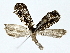  ( - BIOUG80708-F08)  @11 [ ] CreativeCommons - Attribution (2022) CBG Photography Group Centre for Biodiversity Genomics