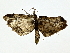  ( - BIOUG80708-H04)  @11 [ ] CreativeCommons - Attribution (2022) CBG Photography Group Centre for Biodiversity Genomics